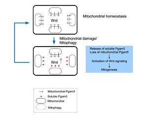Schema zur Rolle von PGAM5 bei der mitochondrialen Homöostase
